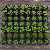 60 kwekerspotten met vijf soorten jonge planten, klaar om te planten