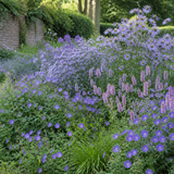 Luchtige blauwe halfschaduwborder met ooievaarsbek, zomeraster, adderwortel, herfstblauwgras en aster Mönch