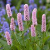 Roze adderwortel Superba in close-up