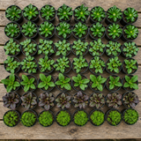 60 kwekerspotten met vijf soorten jonge planten, klaar om te planten