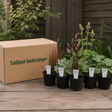 TuinDepot-verpakking met de 5 planten van de Moessorgski-border