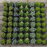 60 kwekerspotten met vijf soorten jonge planten, klaar om te planten