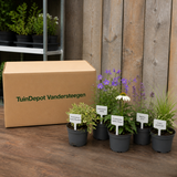 TuinDepot-verpakking met de 5 planten van de Saint-Saëns-border