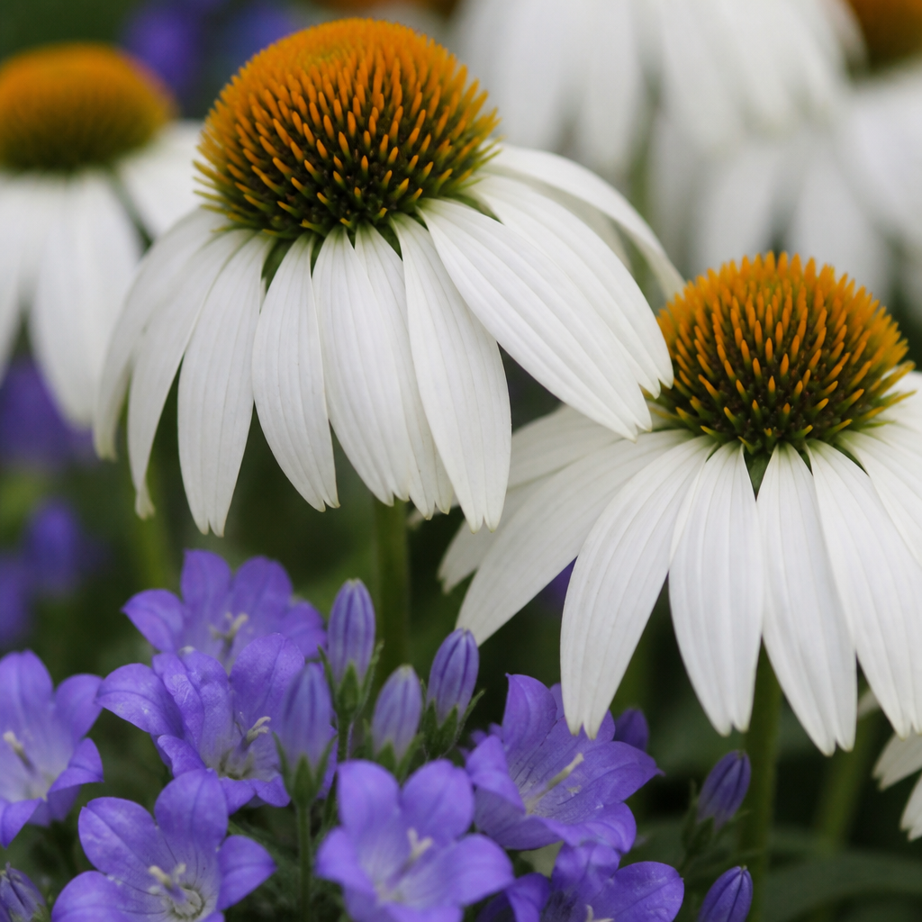 Close-up van witte zonnehoed White Swan boven blauwe klokjes