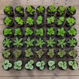 60 kwekerspotten met vijf soorten jonge planten, klaar om te planten