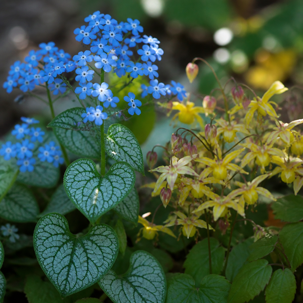 Close-up van hemelsblauw vergeet-mij-nietje en gouden elfenbloem