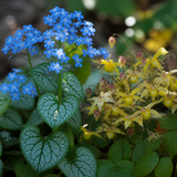 Close-up van hemelsblauw vergeet-mij-nietje en gouden elfenbloem