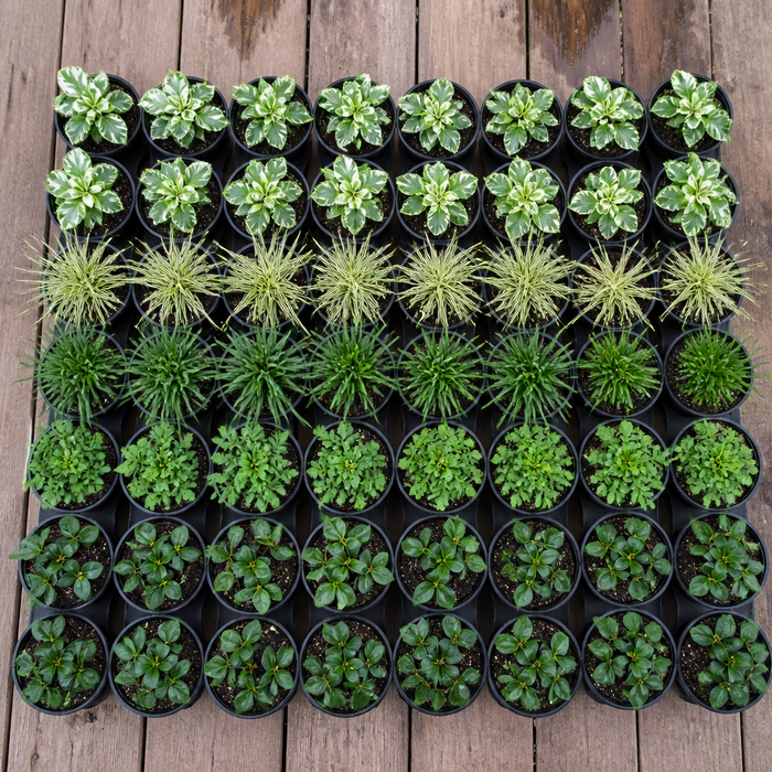 60 kwekerspotten met vijf soorten jonge planten, klaar om te planten