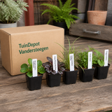 TuinDepot-verpakking met de 5 planten van de Chopin-border