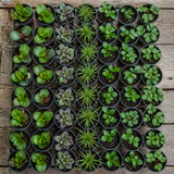 60 kwekerspotten met vijf soorten jonge planten, klaar om te planten
