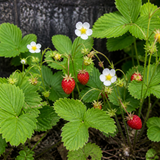 Bosaardbei met bloemetjes en rode vruchtjes in close-up