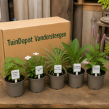 TuinDepot-verpakking met de 5 planten van de Brahms-border