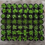 60 kwekerspotten met vijf soorten jonge planten, klaar om te planten