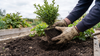 E-gids: Tuinplanten — aanplanten en het eerste jaar