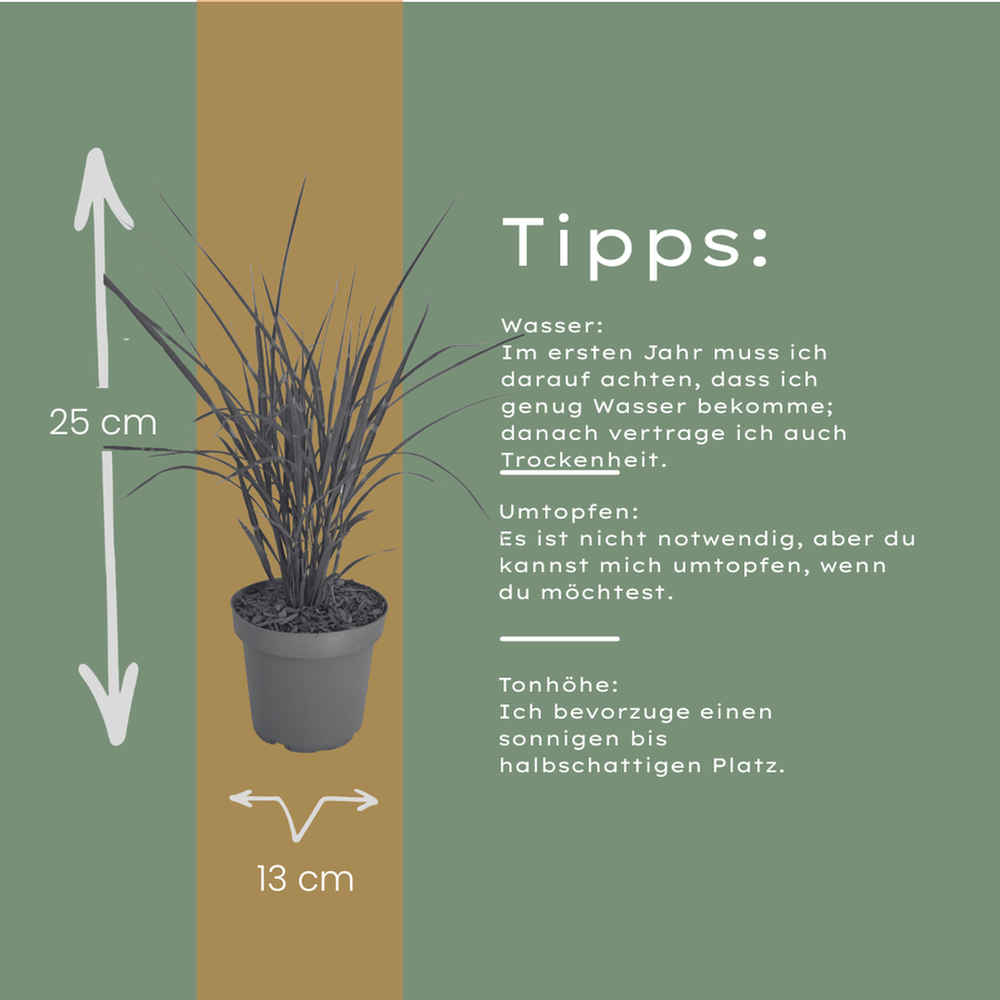 Miscanthus sinensis 'Zebrinus' — Sierriethaag, 6 stuks
