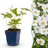 Green boutiQ - Vasteplant - Anemone hybr. Hon. Jobert - Herfst Anemoon - Schaduw - Wit - 12 Planten - Pot 11cm - Hoogte 15-25cm