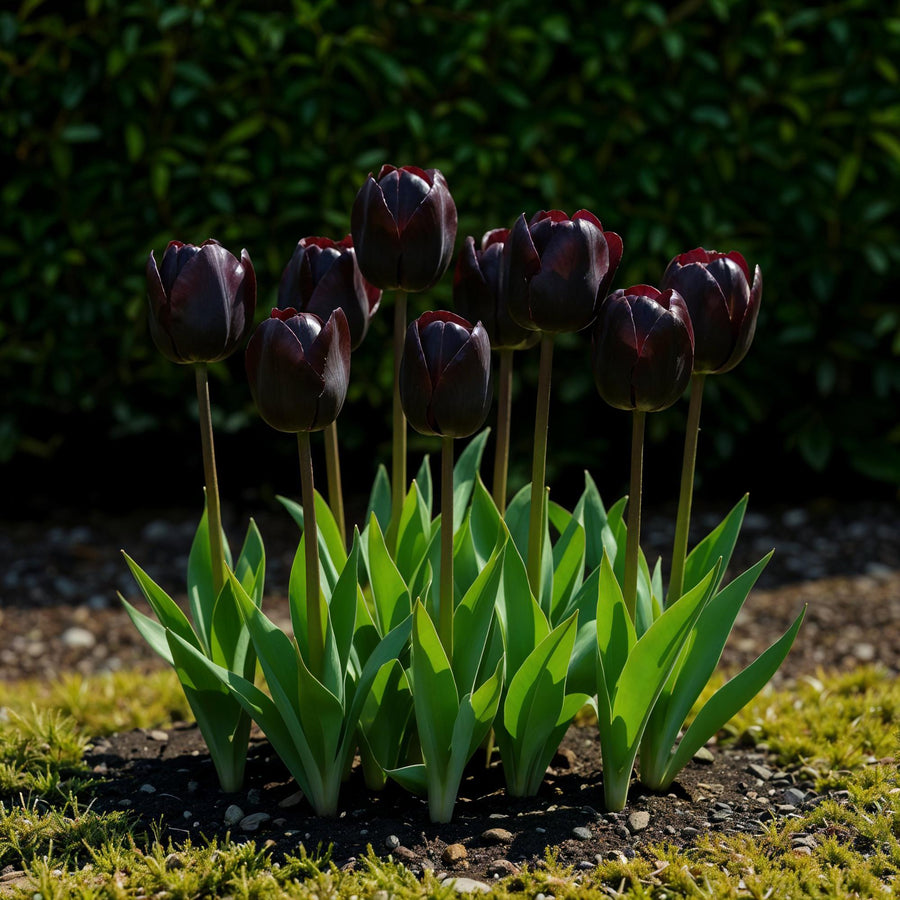 Tulpenbollen Triumph Black — donker paars, 12 stuks (bolmaat 11/12)