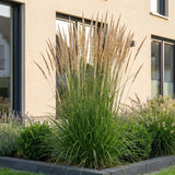 Green boutiQ - Grassen - Calamagrostis Karl Foerster - Struisriet - Met Pluim - Groen - 12 Planten - Pot 11cm - Hoogte 15-25cm