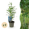 Green boutiQ - Bamboe - Fargesia Blue Dragon - Groen - 4 Planten - Bladhoudend - Niet Woekerend- Pot 14cm Hoogte 35cm