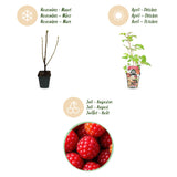 Green boutiQ - Fruitplanten - Japanse Wijnbes - Rubus Phoenicolasius - Winterhard - 3 Planten - Pot 9 cm - Rode Bes