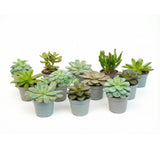 Set of 12 -Succulent Mix Set - Assorted Succulents in 6 cm Pots (8–12 cm high)