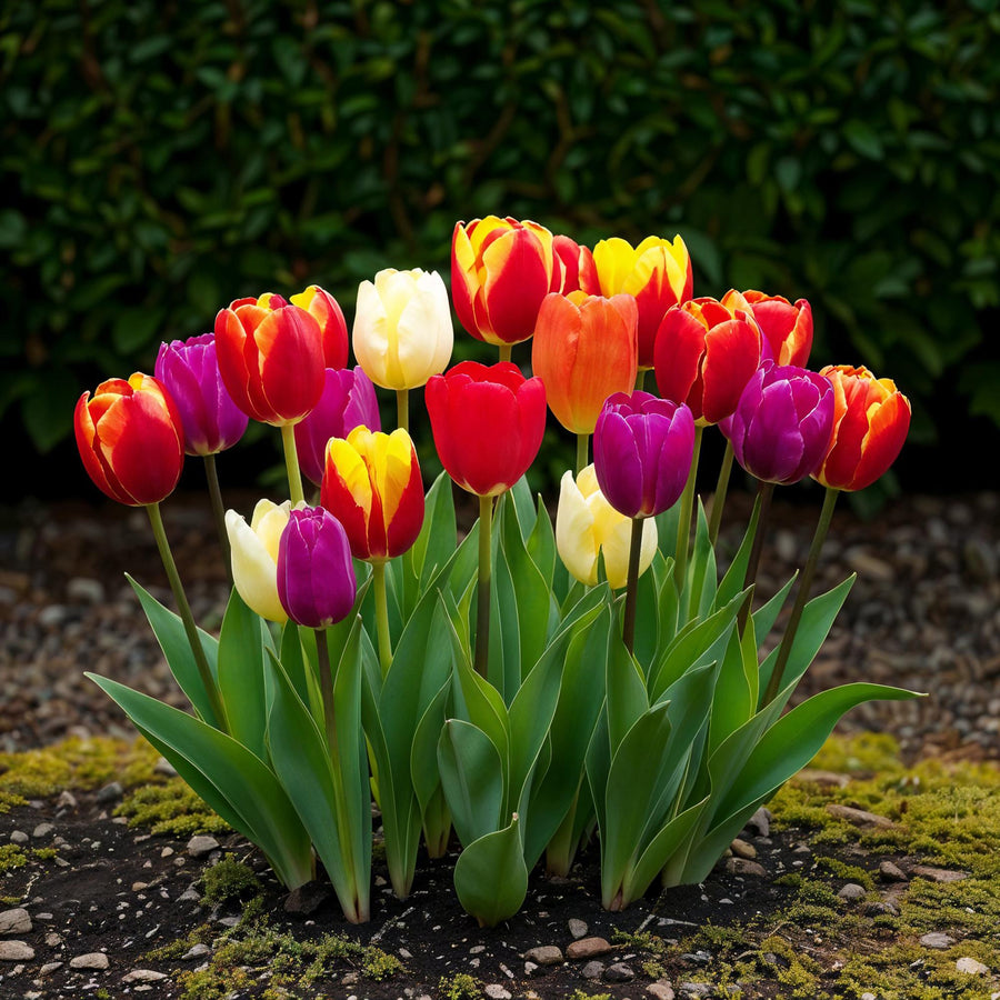 Tulpenbollen Triumph mix — gemengde kleuren, 15 stuks (bolmaat 11/12)