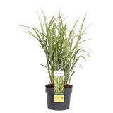 Miscanthus sinensis Strictus - Ø23cm - ↕60cm - Ø19 - ↨50cm
