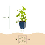 Green boutiQ - Vasteplant - Delphinium (P) Galahad - Ridderspoor - Bijen en Vlinderlokkers - Wit - 3 Planten - Pot 11cm - Hoogte 15-25cm