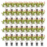 Green boutiQ - 40x Photinia fraseri Little Red Robin - Glansmispel - Haagplanten - Groenblijvend - Rood - Pot 9cm - Hoogte 25-35cm