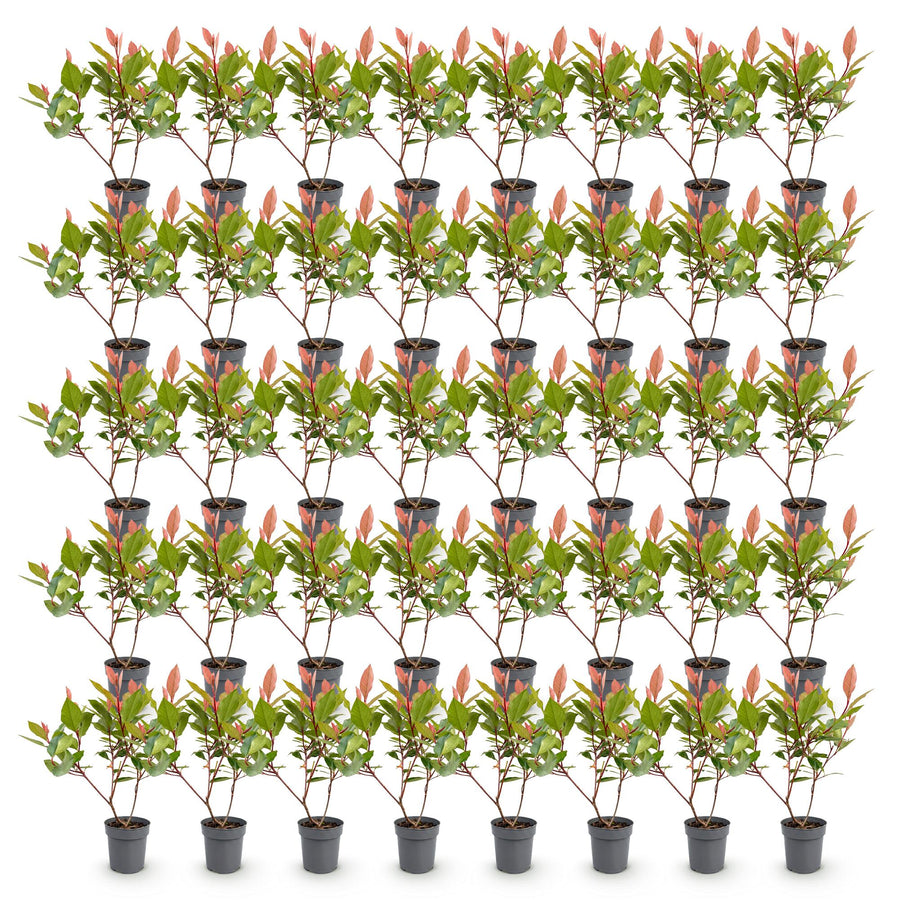 Photinia fraseri Little Red Robin — Glansmispelhaag, 40 stuks, 25-35 cm