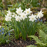 120x Narcissus Triandrus Thalia - Engelennarcis - Wit - Voorjaarsbloeier - Bolmaat 10/12