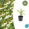 6x Echinacea p. 'White Swan' - ↕10-25cm - Ø9cm