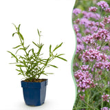 Green boutiQ - Vasteplant - Verbena bonariensis Lollipop - Ijzerhard - Bijen en Vlinderlokkers - Paars - 6 Planten - Pot 11cm - Hoogte 15-25cm