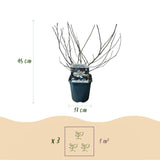 Green boutiQ - Heesters -Magnolia Stellata- Bloem Wit- 1 Plant - Bladverliezend - Weinig Onderhoud - Pot 17cm Hoogte 45cm