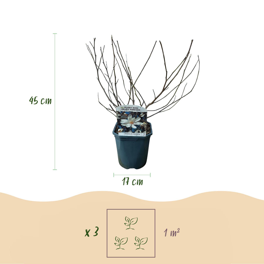 Magnolia Stellata – 45 cm hoog (foto 3)