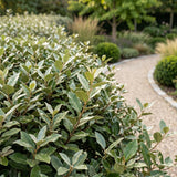 Green boutiQ - 24x Eleagnus ebbingei Compacta - Olijfwilg - Haagplanten - Groenblijvend - Grijs - Pot 9cm - Hoogte 25-35cm