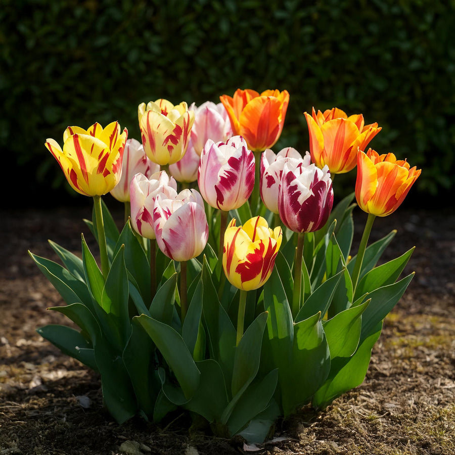 Tulpenbollen Flaming Beauty mix — gemengde kleuren, 15 stuks (bolmaat 11/12)
