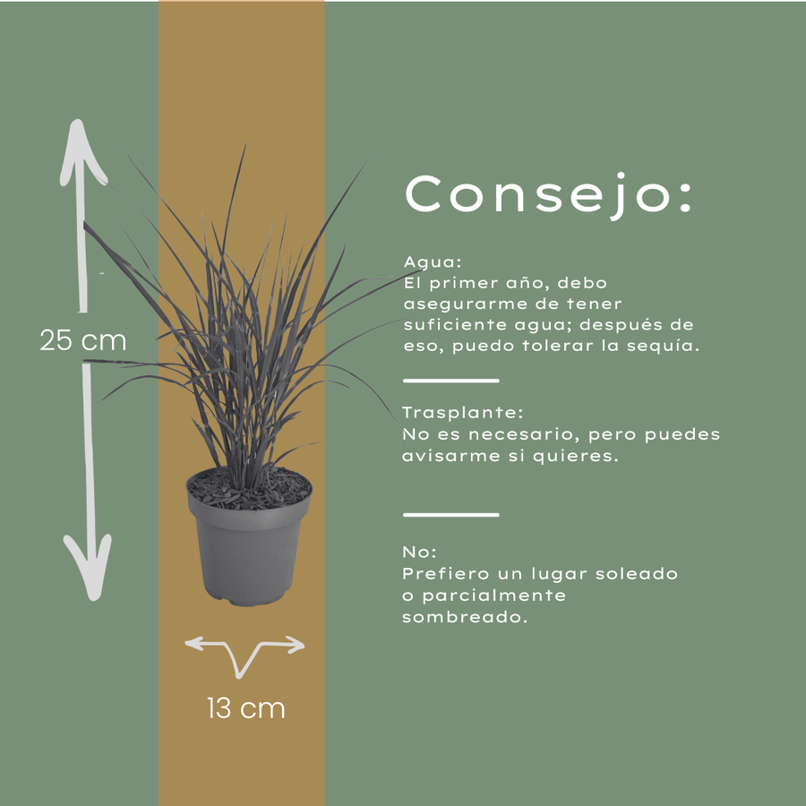 Miscanthus sinensis 'Zebrinus' — Sierriethaag, 6 stuks