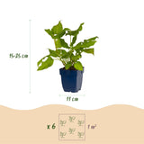 Green boutiQ - Vasteplant - Persicaria amplexicaulis - Duizendknoop - Schaduw - Rood - 3 Planten - Pot 11cm - Hoogte 15-25cm