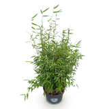 Green boutiQ - Grassen - Fargesia nitida Red Dragon - Niet Woekerende Bamboe - Bladhoudend - Groen - 1 Plant - Pot 23 cm - Hoogte 80 cm