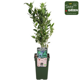 Vaccinium corymbosum 'Reka' - Blauwe bes - Ø13cm - ↕30cm