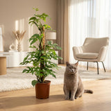 Green boutiQ - Kamerplant - Mini Gatenplant - Monstera Minima Mosstok - Groen - Weinig onderhoud - 1 Plant - Pot 19cm - Hoogte 90cm