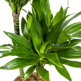 Dracaena Deremensis Green JewelØ19cm - ↕70 - 90cm