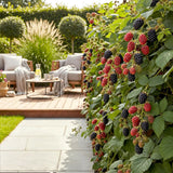 Green boutiQ - Fruitplanten - Doornloze Braam - Rubus Thornfree - Winterhard - 6 Planten - Pot 9 cm - Zwarte Braam