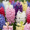 20x Hyacinthus mix - Hyacint mix - Diversen - Voorjaarsbloeier - Bolmaat 14/15