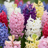 20x Hyacinthus mix - Hyacint mix - Diversen - Voorjaarsbloeier - Bolmaat 14/15