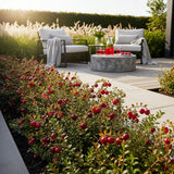 Green boutiQ - Fruitplanten - Blauwe Bes - Vaccinium macrophylla Early Black - Winterhard - 6 Planten - Pot 9 cm - Donker RodeBes