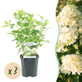 Green boutiQ - Pluim Hortensia - Hydrangea panniculata Limelight - Bloem Creme Wit- 3 Planten - 1 m2 - Bladverliezend - Grote Bloemen - Pot 17cm Hoogte 50cm