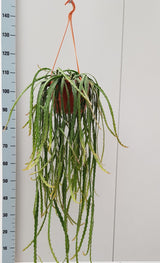 Lepismium Cruciforme - Ø20cm - ↕60cm