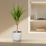 Dracaena Marginata - Ø14cm - ↕60cm